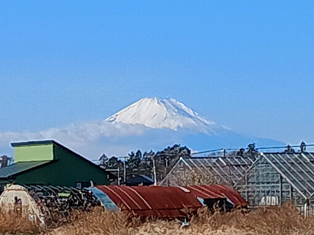 （富士山）
善行の高台から望む冬の富士山。雪を被った山頂が青空にくっきりと浮かび、手前には農業用ハウスや住宅が広がる